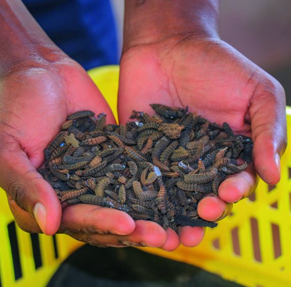 A handful of black soldier fly larvae being lifted from a rearing crate.